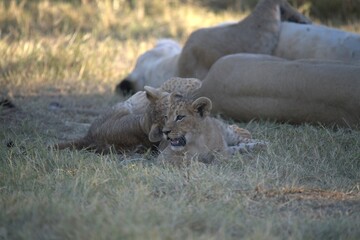 Lions cubs in wild savanna , Animal of africa