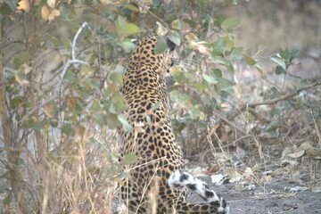 Leopard in wild savanna , Animal of africa
