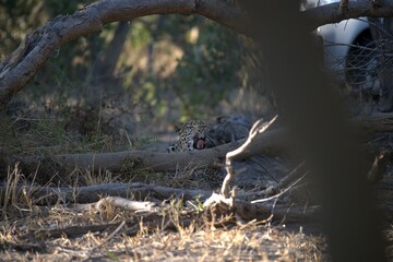 Leopard in wild savanna , Animal of africa