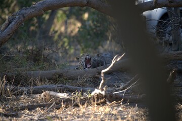 Leopard in wild savanna , Animal of africa
