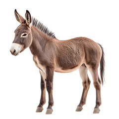 Fototapeta premium Brown donkey standing in side view, ears upright, short mane, calm expression, cut out and isolated on a transparent background