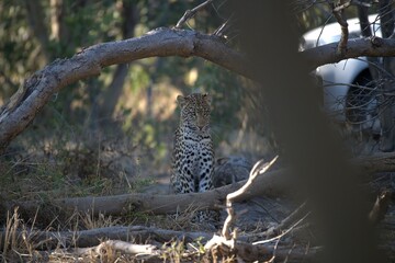 Leopard in wild savanna , Animal of africa