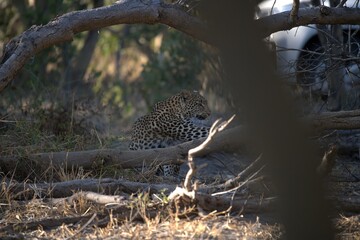 Leopard in wild savanna , Animal of africa