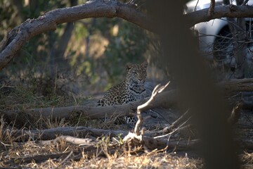 Leopard in wild savanna , Animal of africa