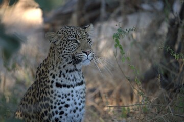Leopard in wild savanna , Animal of africa
