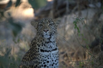Leopard in wild savanna , Animal of africa