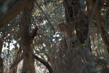 Leopard in wild savanna , Animal of africa