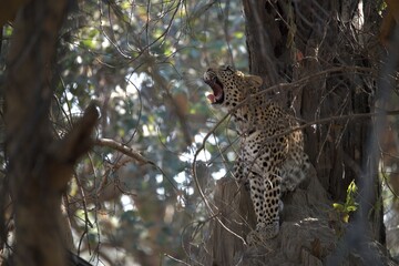 Leopard in wild savanna , Animal of africa