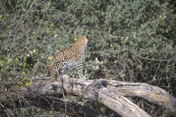 Leopard in wild savanna , Animal of africa