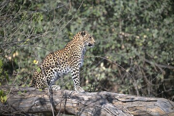 Leopard in wild savanna , Animal of africa