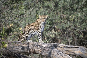 Leopard in wild savanna , Animal of africa