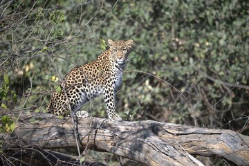 Leopard in wild savanna , Animal of africa
