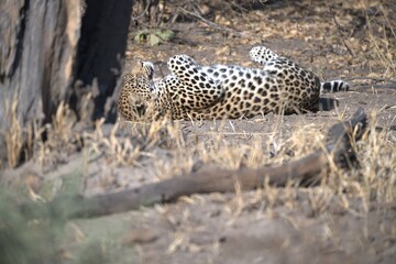 Leopard in wild savanna , Animal of africa
