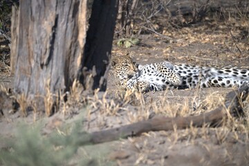 Leopard in wild savanna , Animal of africa