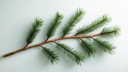 Obraz premium springtime pine set on a white background