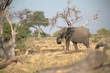 Elephant in wild savanna , Animal of africa