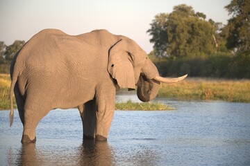 Elephant in wild savanna , Animal of africa