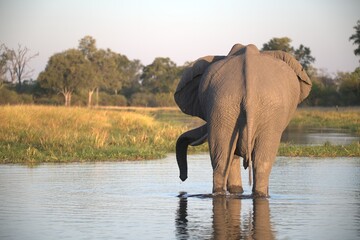 Elephant in wild savanna , Animal of africa