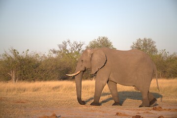 Elephant in wild savanna , Animal of africa
