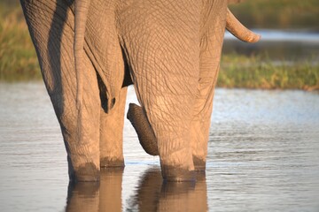 Elephant in wild savanna , Animal of africa