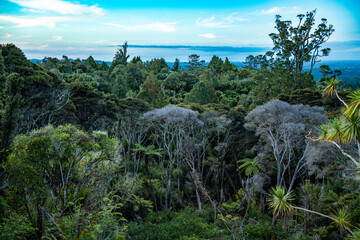 View of New Zealand evergreen forest in the Titirangi area, Auckland
