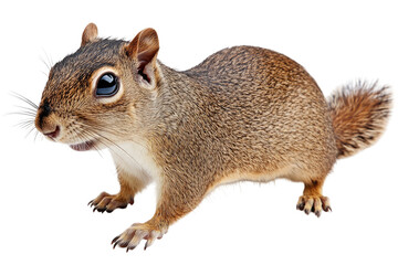 Obraz premium Small, alert squirrel