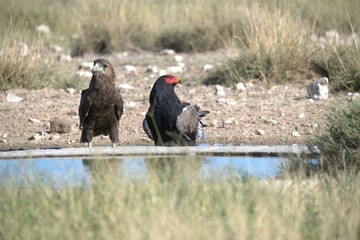 Bird in wild savanna , Animal of africa
