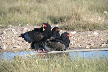 Bird in wild savanna , Animal of africa
