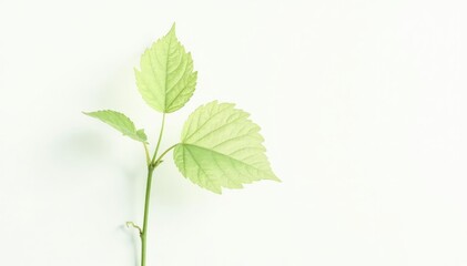 Single, delicate sapling against pure white backdrop, macro, isolated