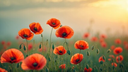 Fototapeta premium Poppies blooming at sunset in a field