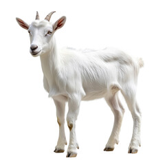 Side view of a young white goat standing, looking slightly left, cut out and isolated on a transparent background