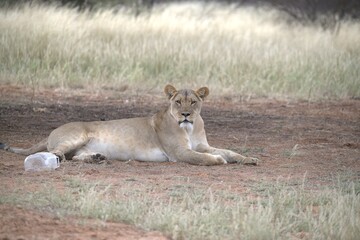 Lion in wild savanna , Animal of africa 