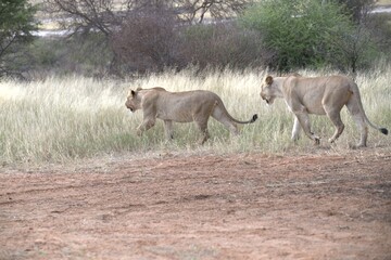Lion in wild savanna , Animal of africa 