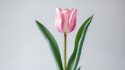 Fototapeta premium Close-Up of a Pink Tulip with Soft Petals and Green Foliage in a Minimalist Setting