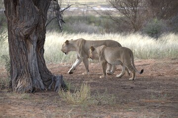 Lion in wild savanna , Animal of africa 