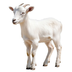 Obraz premium Side view of a young white goat standing, looking slightly left, cut out and isolated on a transparent background