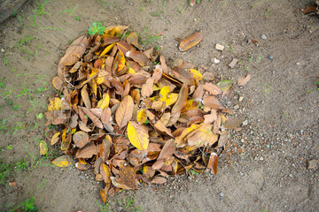 A heap of brown dry leaves on the ground in the backyard