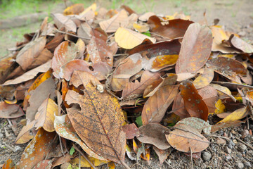 A heap of brown dry leaves on the ground in the backyard
