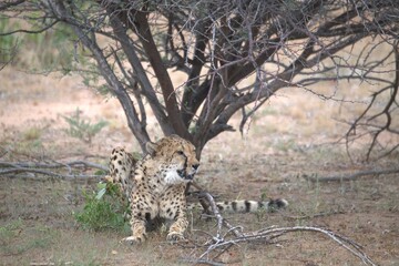 Cheetah in wild savanna , Animal of africa