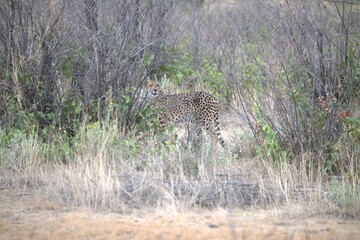 Cheetah in wild savanna , Animal of africa
