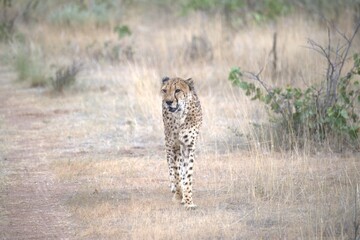 Cheetah in wild savanna , Animal of africa