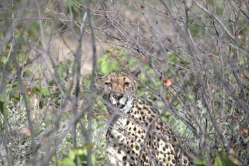 Cheetah in wild savanna , Animal of africa