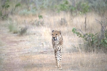 Cheetah in wild savanna , Animal of africa