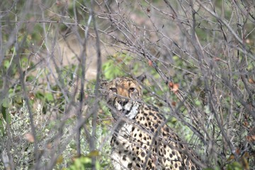 Cheetah in wild savanna , Animal of africa