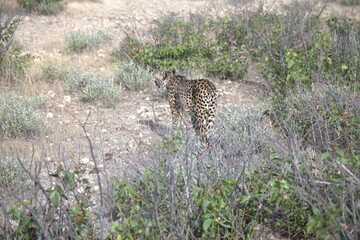 Cheetah in wild savanna , Animal of africa