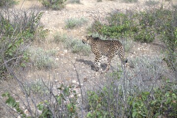 Cheetah in wild savanna , Animal of africa