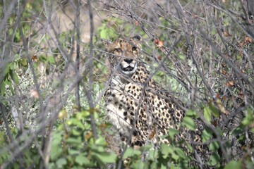 Cheetah in wild savanna , Animal of africa