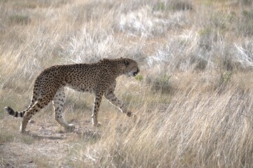 Cheetah in wild savanna , Animal of africa