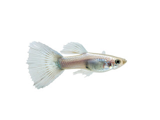 Fototapeta premium Guppy fish isolated on transparent background