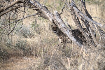 Cheetah in wild savanna , Animal of africa